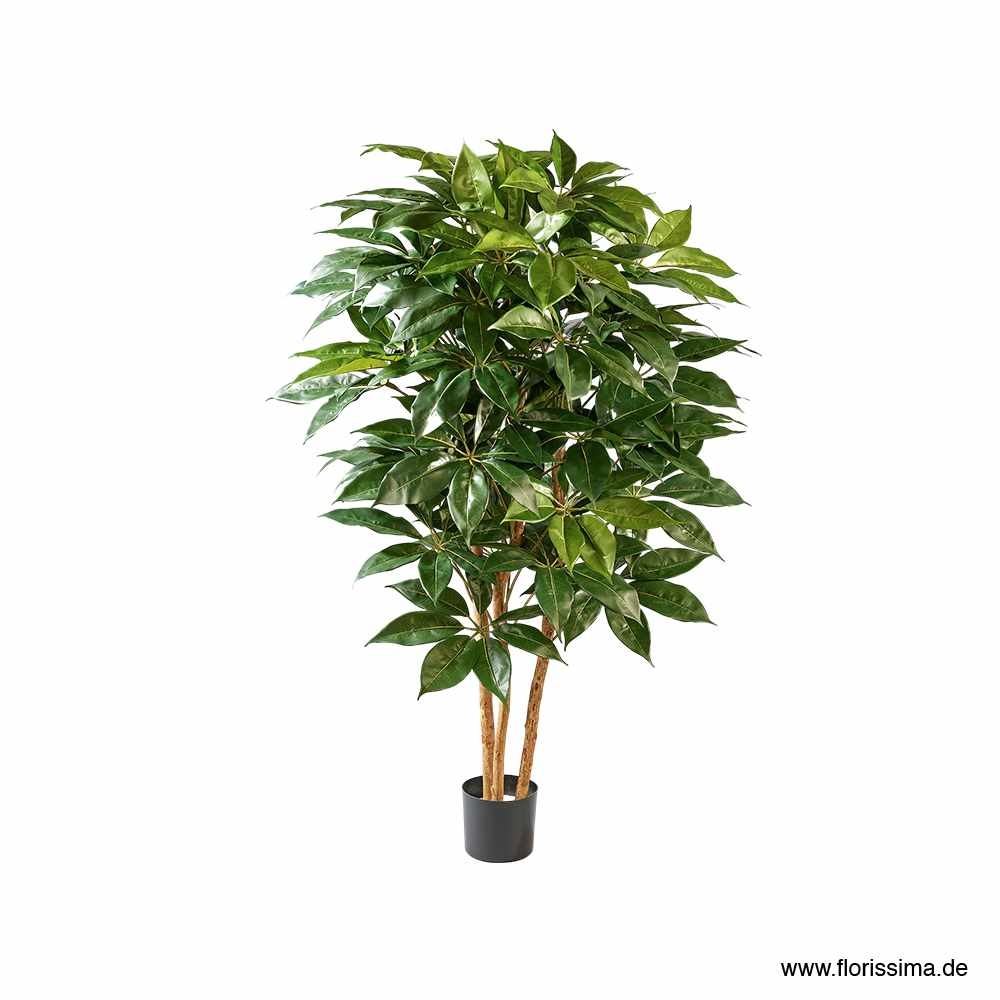 SEIDE SCHEFFLERA BAUM H120CM GRÜN